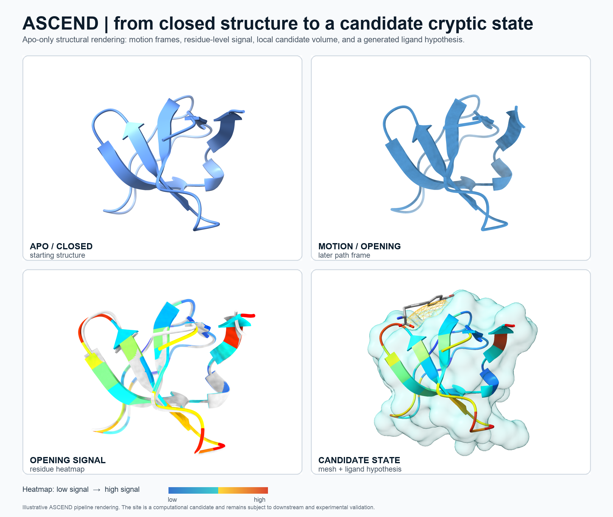 Four-panel ASCEND structural analysis showing the apo closed state, an opening motion frame, residue-level opening signal, and a candidate cryptic state with ligand hypothesis